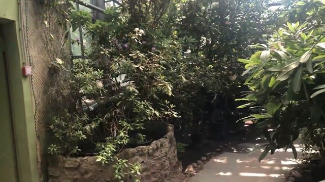 Оранжерея в Ботаническом саду в Москве смотреть онлайн