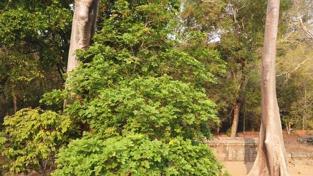 Baphuon Temple, Angkor walking tour 4k 60fps смотреть онлайн