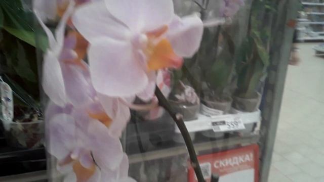 ОРХИДЕИ Ашан пр.Культуры Санкт- Петербург 26 августа 2022 смотреть онлайн