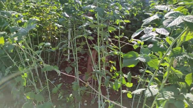 НАШ НОВЫЙ САРАЙ/ВОТ ОНО СЧАСТЬЕ В ДЕРЕВНЕ/ОБРЕЗАЕМ МАЛИНУ