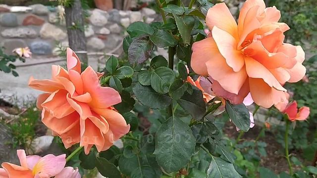 РОЗА ИЗИ ДАЗ ИТ/Rosa Easy Does It смотреть онлайн