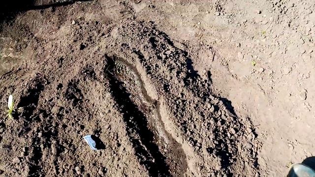 Посадка Огурцов"ЖУРАВЛЁНОК" и "БОРИС". Рядом с ПОДСОЛНУХАМИ и Около ЗАБОРА. 10 июня 2020г. смотреть онлайн