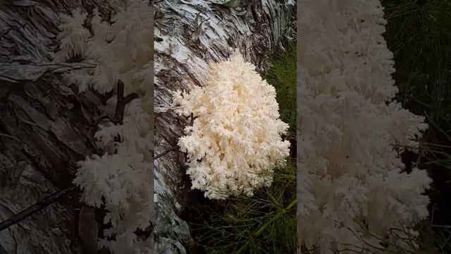 КРАСНОКНИЖНЫЙ ГРИБ !!! РЕДКИЙ ГРИБ !!! КОРАЛЛОВИДНЫЙ ЕЖОВИК ! THIS IS A MUSHROOM!!! смотреть онлайн