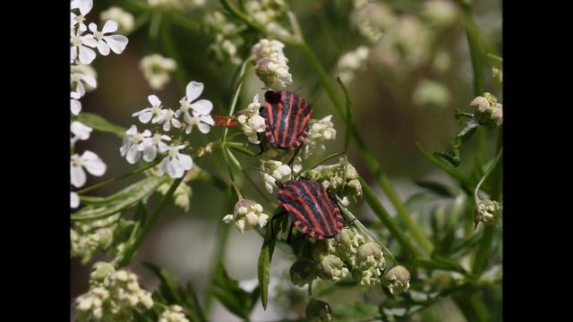 Graphosoma lineatum 06 6 2016 смотреть онлайн