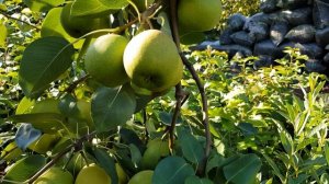 Груша Краснобокая