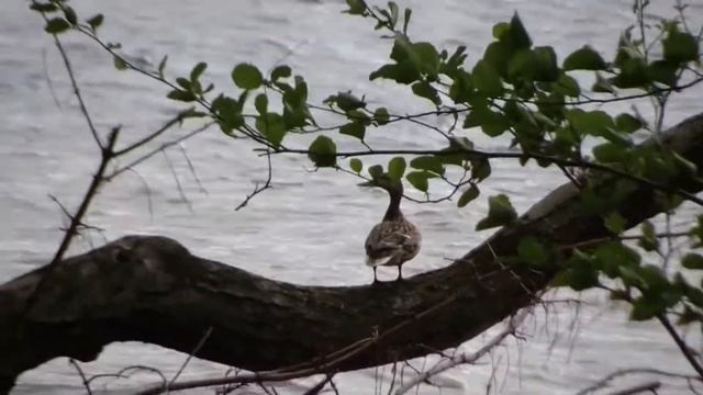 Кряква - дикая утка смотреть онлайн