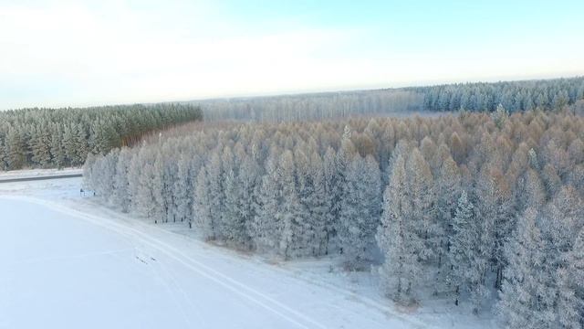 Зимний лес. Шумихинский район.