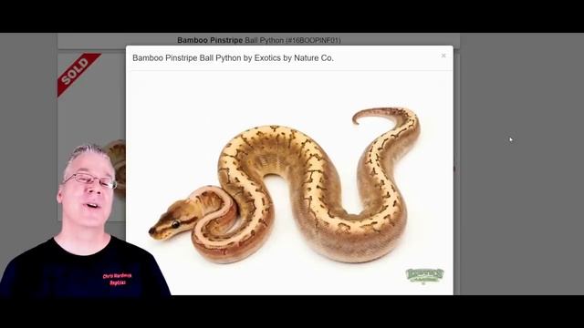 How to make a metallic looking ball python смотреть онлайн