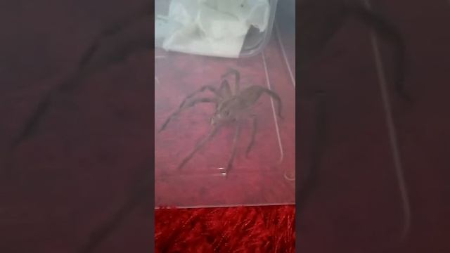 Phoneutria fera: Hunting behavior смотреть онлайн