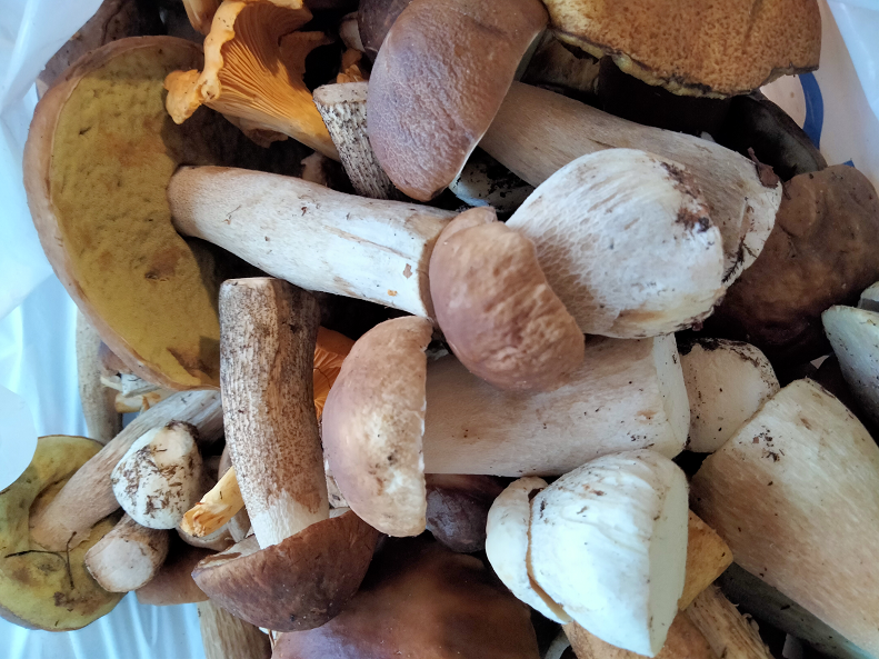 Грибов нет? Места нужно знать смотреть онлайн