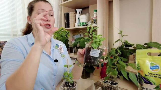 ЯРКАЯ ЗЕЛЕНЬ НА ВАШЕМ ОГОРОДЕ | Выращивание бобовых: горох, чечевица, фасоль смотреть онлайн