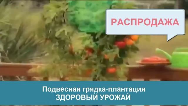 Простой и удобный способ выращивания плодов без хлопот. Подвесная грядка- плантация Здоровый Урожай смотреть онлайн