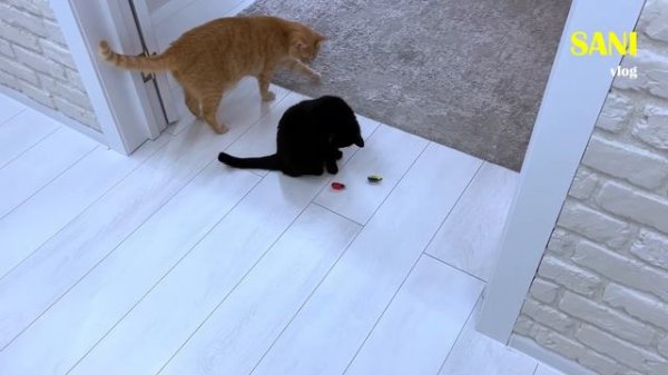 Пробуем необычные игрушки для домашних животных / SANI vlog