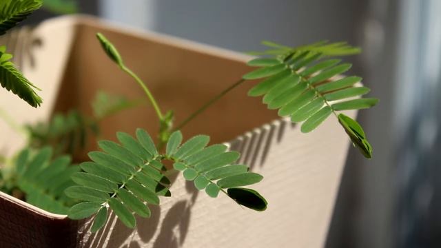 Мимоза стыдливая. Mimosa Pudica