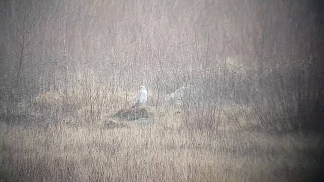 Pallid Harrier | Circus macrourus | stäpphök смотреть онлайн