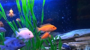 Хаплохромиса Джексона-Васильковый (дрессированный)                              7февраля 2021г.