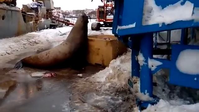 Злой тюлень