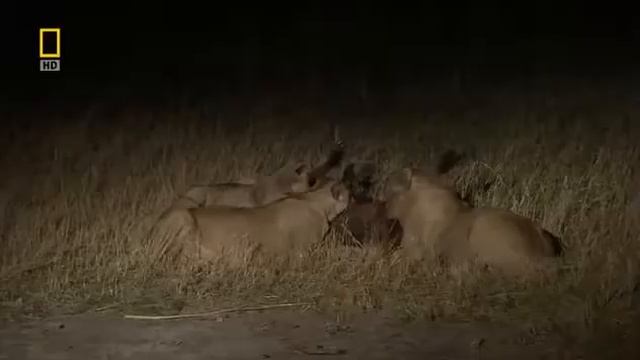 Мощный Прайд Львов смотреть онлайн