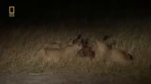 Мощный Прайд Львов