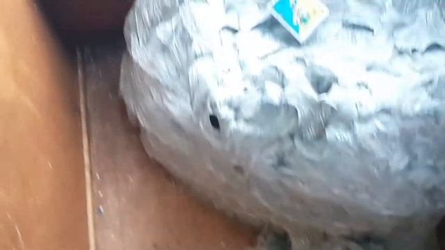 Очень большое осиное гнездо very large nest of wasps смотреть онлайн