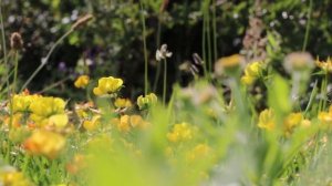 Звуки природы* Цветы* Птицы* Летнее поле* Жужжание пчёл