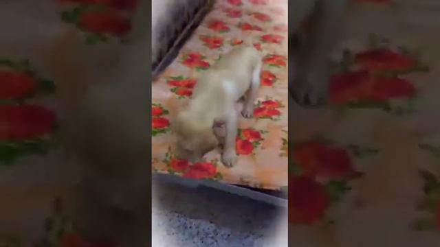 Cute Labrador puppy | ? Java likes to chew everything ?| Please watch till the end смотреть онлайн