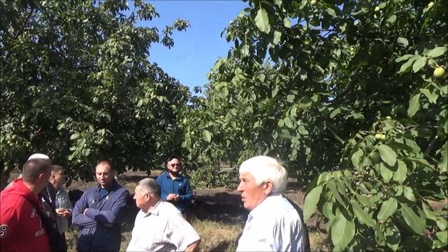 Одиннадцатилетнее дерево форма подвой универсальный. Сентябрь 2020 смотреть онлайн