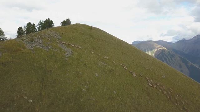 Сняли квадрокоптером алтайских козерогов. Горный Алтай Сайлюгемский парк. смотреть онлайн