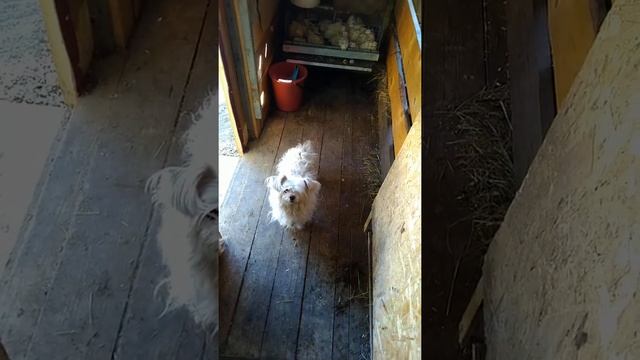 Козлятник, курятник, крольчатник в одном!!! смотреть онлайн