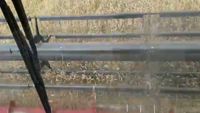 Выехали молотить пшеницу! смотреть онлайн