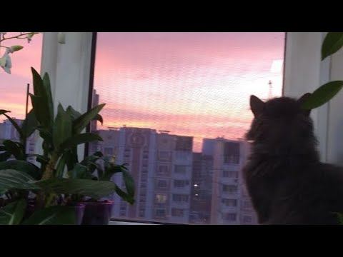 Коты отжали подоконник смотреть онлайн