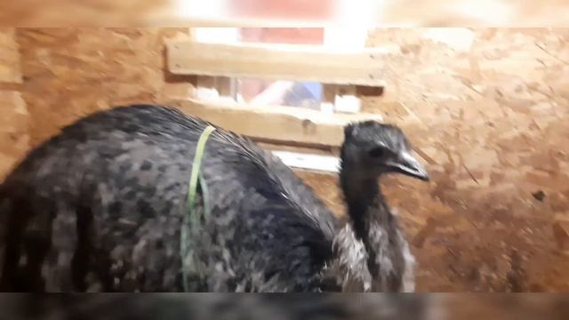 ЭМУ дома, забавный домашний страус (ostrich)