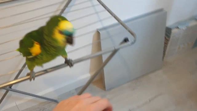 И ЗЕЛЕНЫЙ ПОПУГАЙ - СИНЕЛОБЫЙ АМАЗОН, ОН СОВСЕМ НЕ ТОРМАЗОН!!! AmazonParrot смотреть онлайн