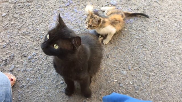 ЧИТАЕМ ВМЕСТЕ | ДНЕВНИК КНИГОТОРГОВЦА смотреть онлайн