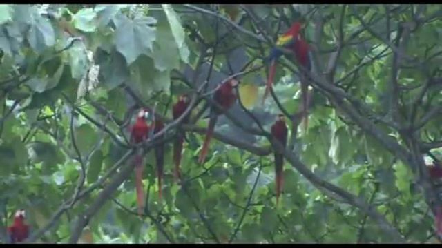 Stive Morgan - Melancholy