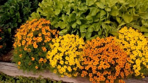 Бархатцы Тонколистные