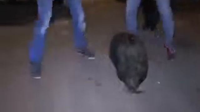 АРЕСТ КАБАНА В КАЗАНИ смотреть онлайн