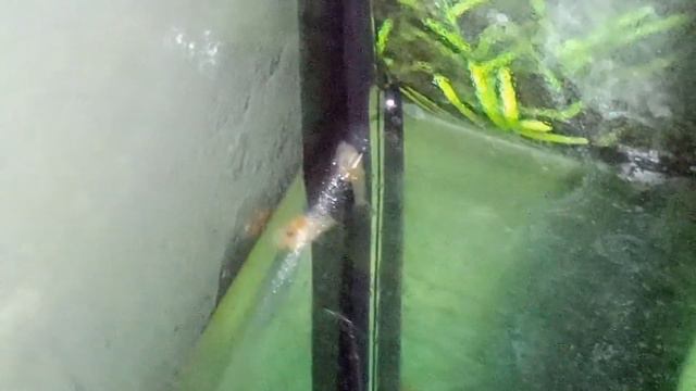 Результат настойчивости самки и стараний самца смотреть онлайн