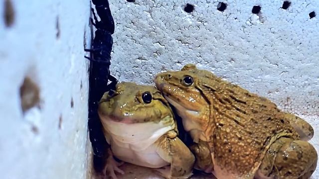 Asian Bullfrog With Big Scorpion! Asian Bullfrog Live Feeding