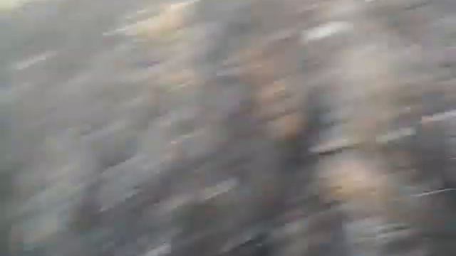 А!КОШКА С ПОВОДКА УБЕЖАЛА!!! смотреть онлайн