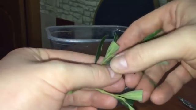 Оливковое дерево. Эксперимент как укоренить черенки. смотреть онлайн