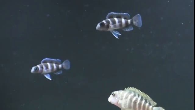 Tanganyika Gölünün Muhteşem Cikletleri(Tanganyika Gölü Balıkları Tanganyika Çiklitleri Fairy Ciklet смотреть онлайн