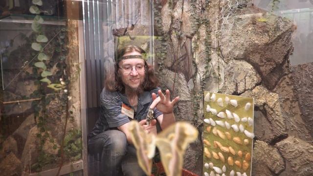 Из гусеницы в бабочку. Айлантовый шелкопряд смотреть онлайн