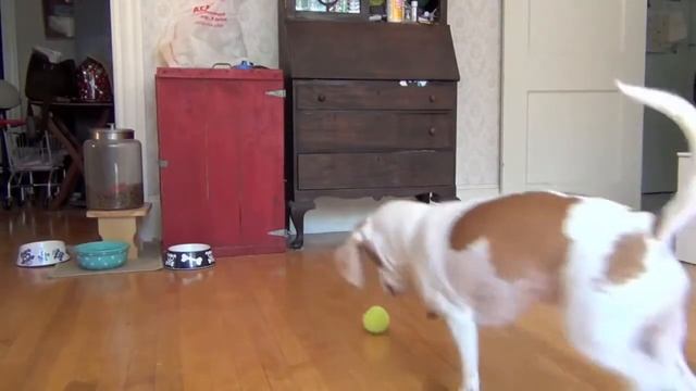 Неожиданный подарок на день рождения собаке смотреть онлайн