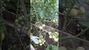 Томат "Розовый спам" немного моих наблюдений и вывод.