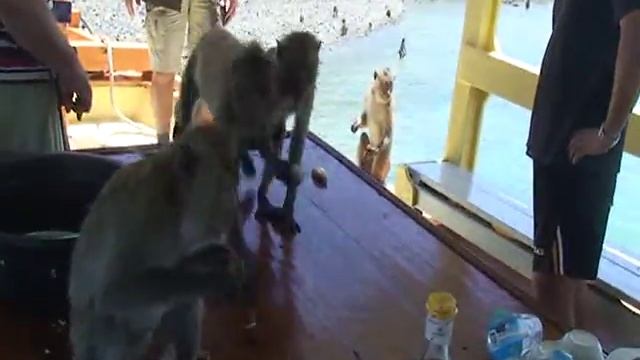 Паттайя: Остров Обезьян.mpg смотреть онлайн