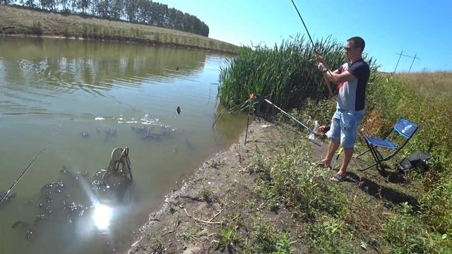 ЭТОТ КАРАСЬ ГНЁТ УДОЧКУ | Ловля карася на маховую удочку | Рыбалка на карася | Ловим на фидер смотреть онлайн