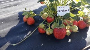 Лия сахарная - клубника, описание сорта. (Итальянский сорт)