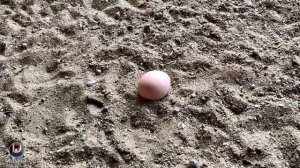 Серебряный фазан содержание и разведение.