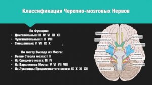 Пары Черепно-Мозговых Нервов: Обонятельный Нерв